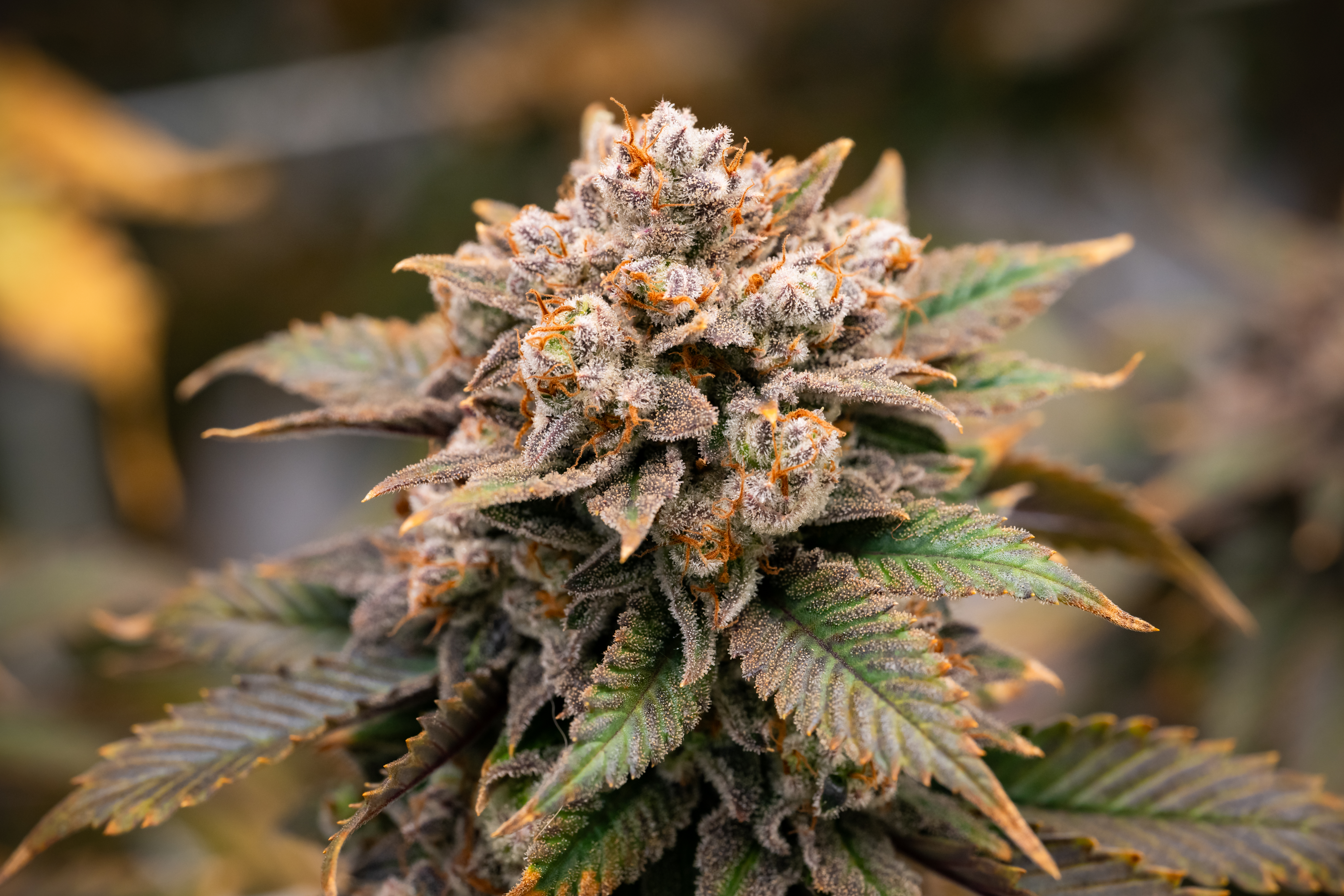 Blue Dream