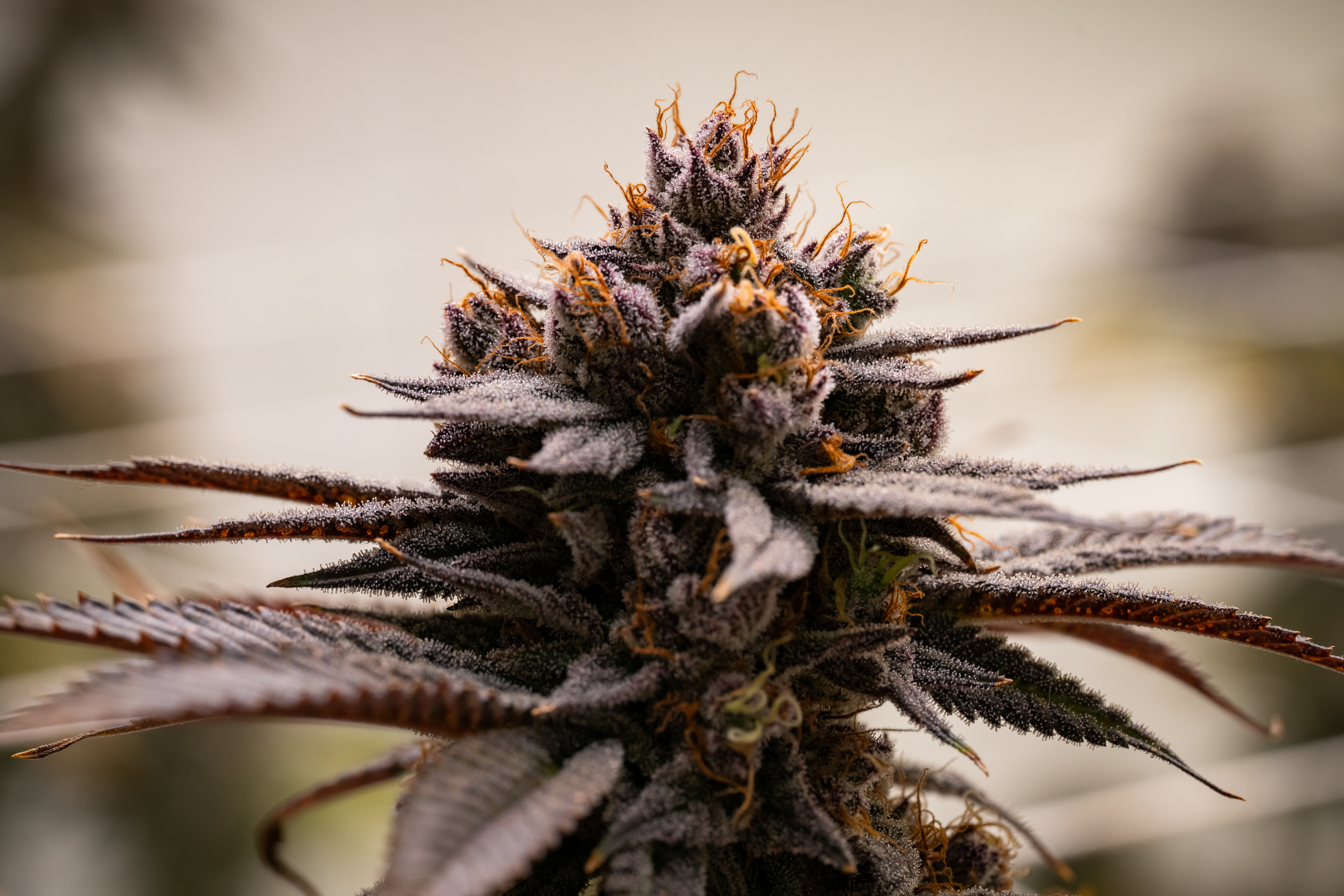 Fire OG