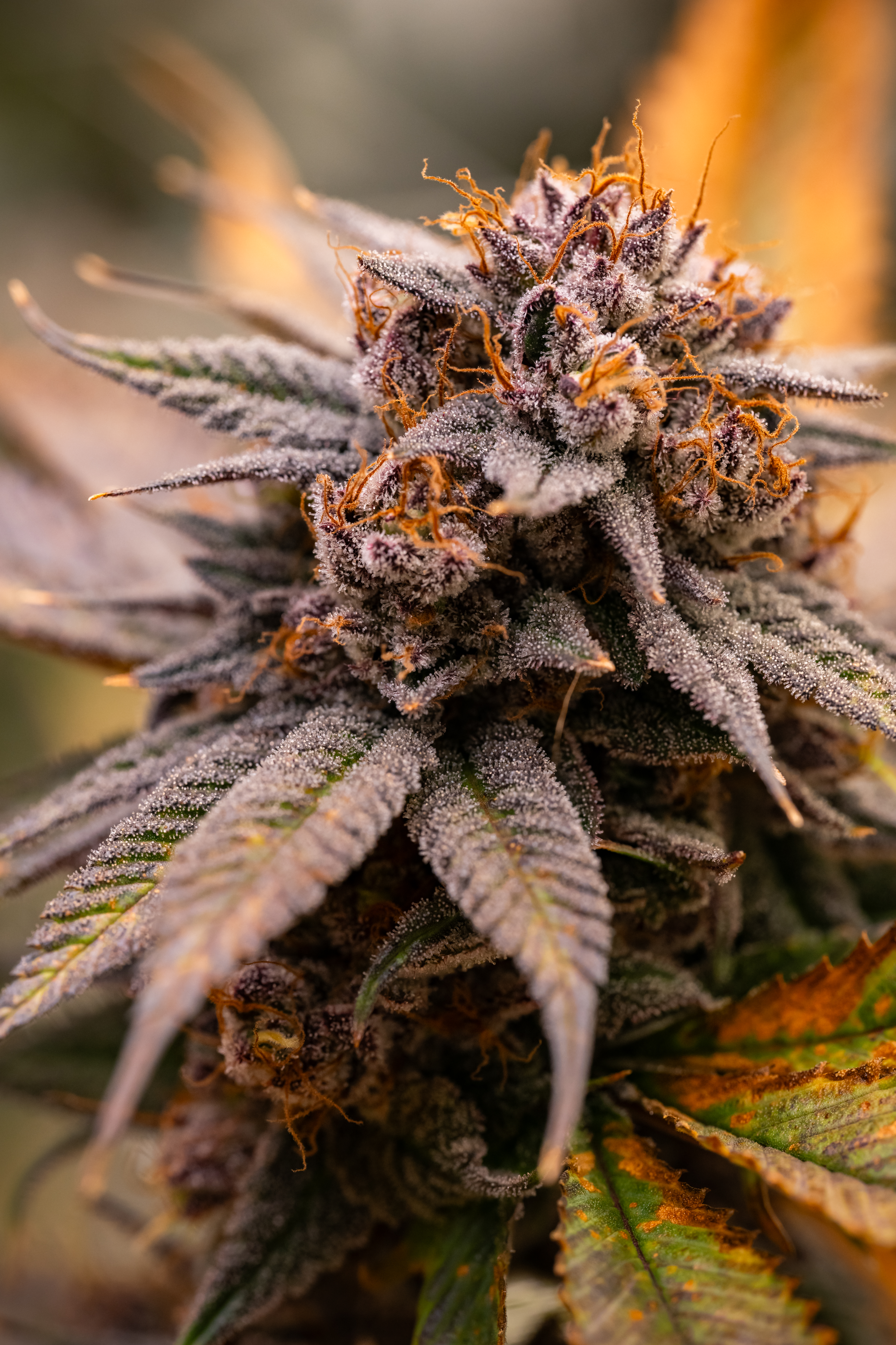 Fire OG