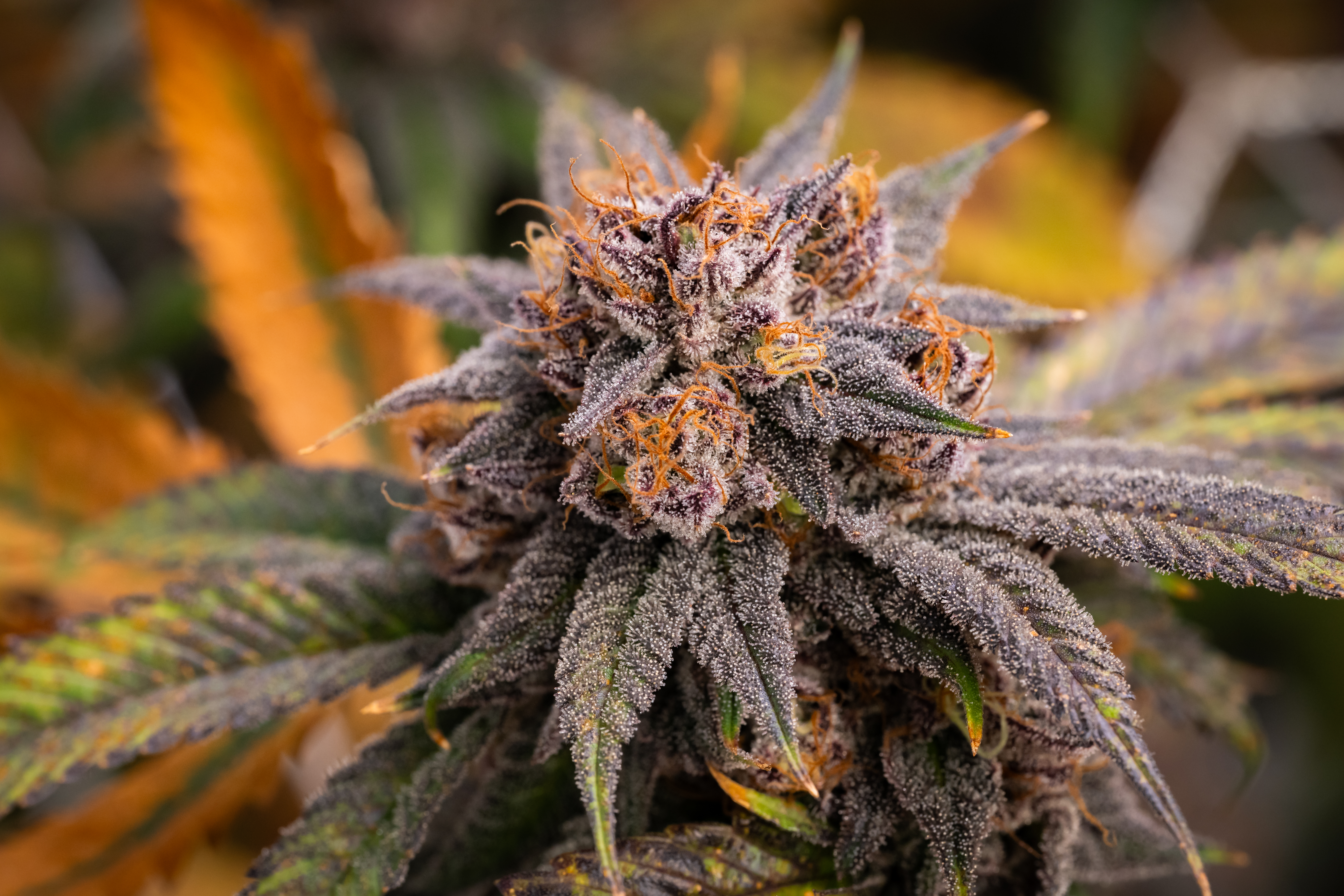 Fire OG