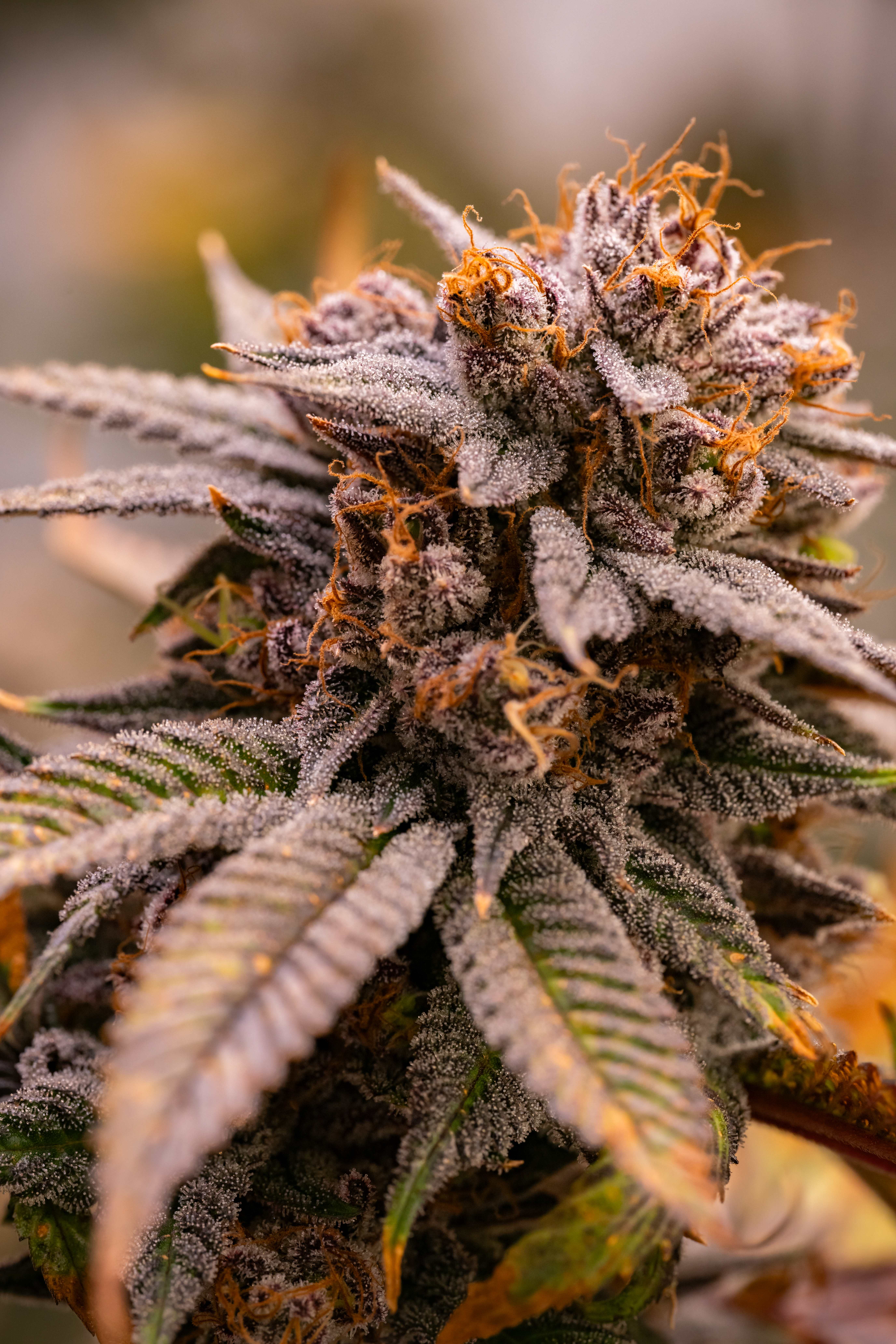Fire OG