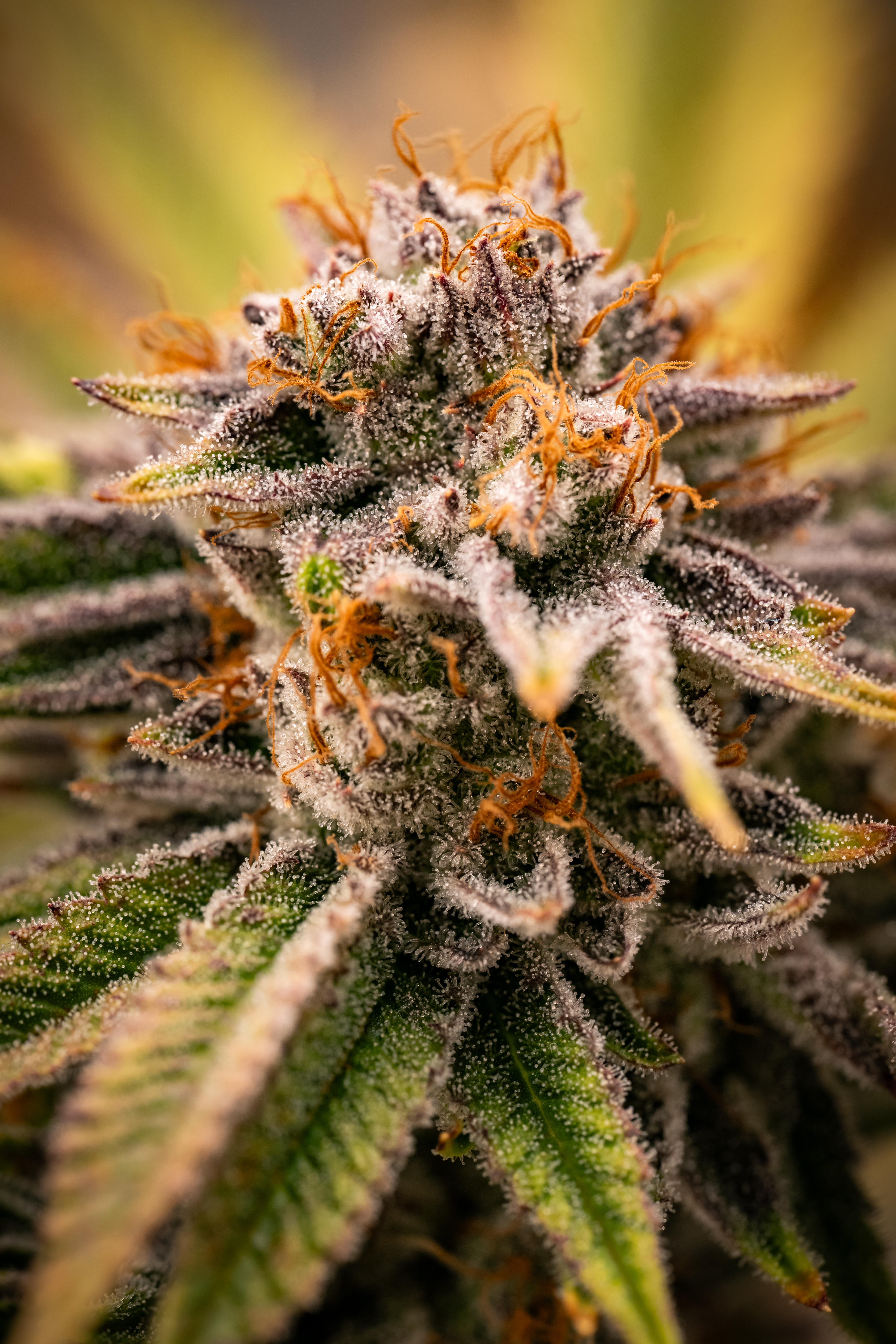 Necromancer's Kush