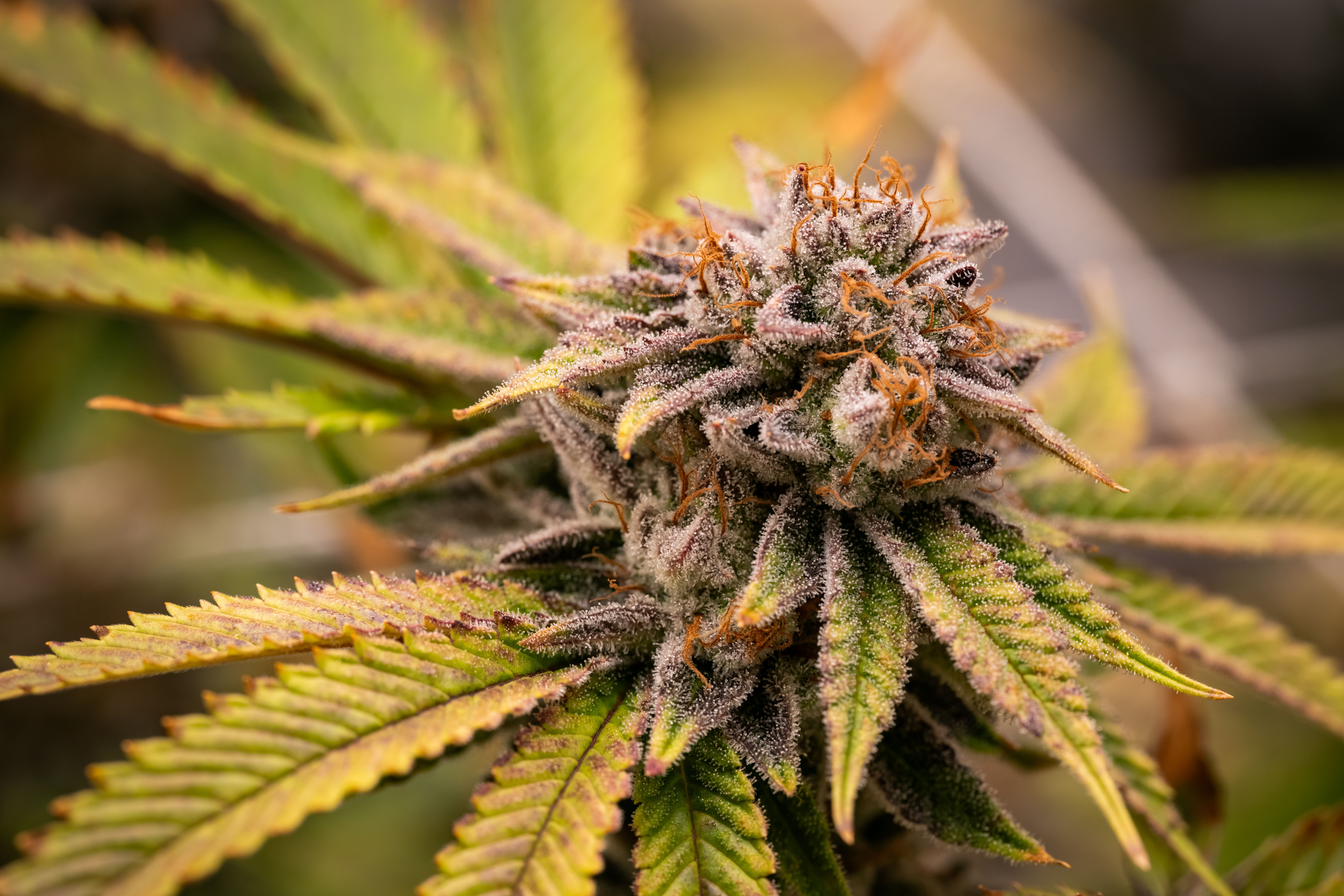 Necromancer's Kush