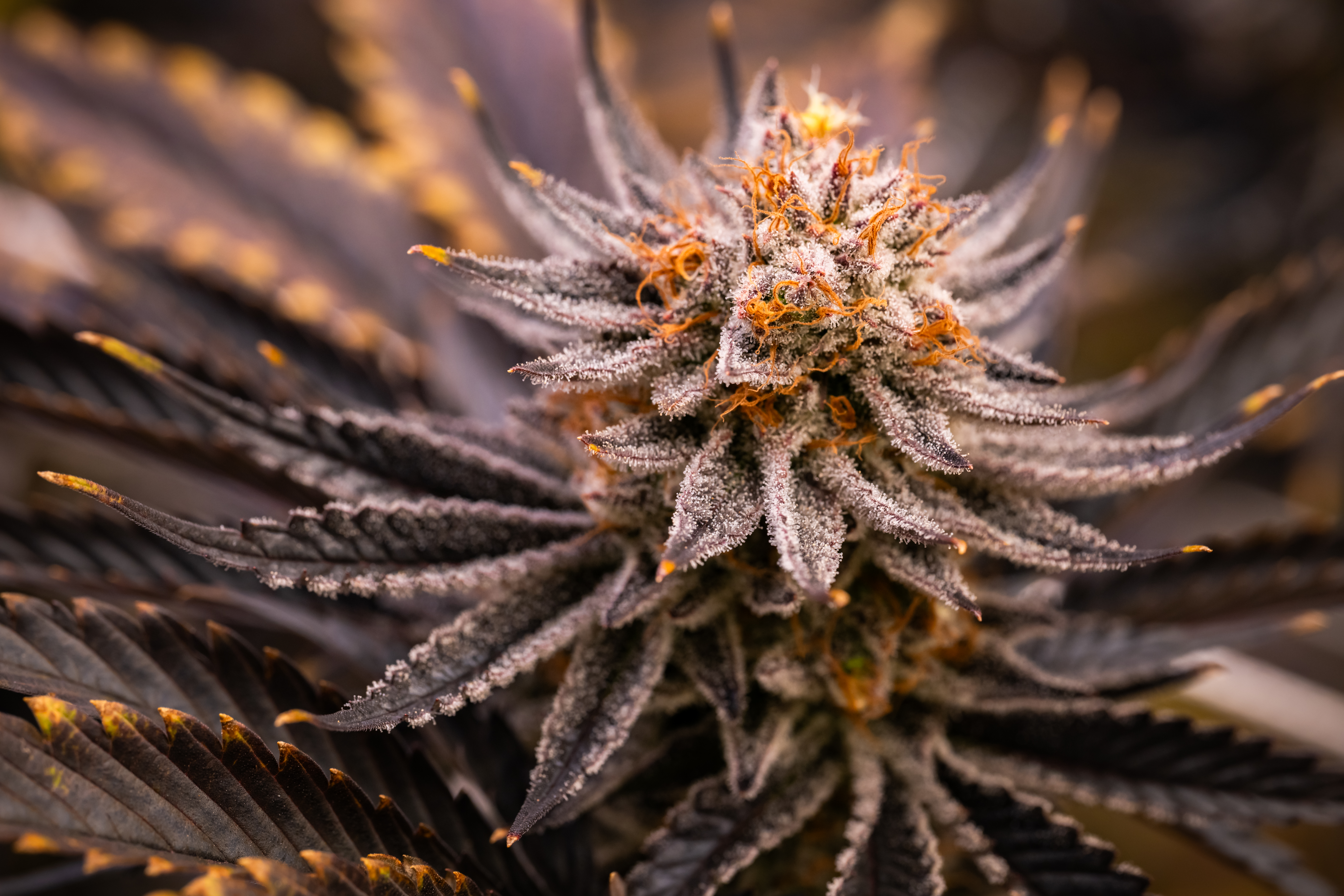 Strawberry OG Cookies