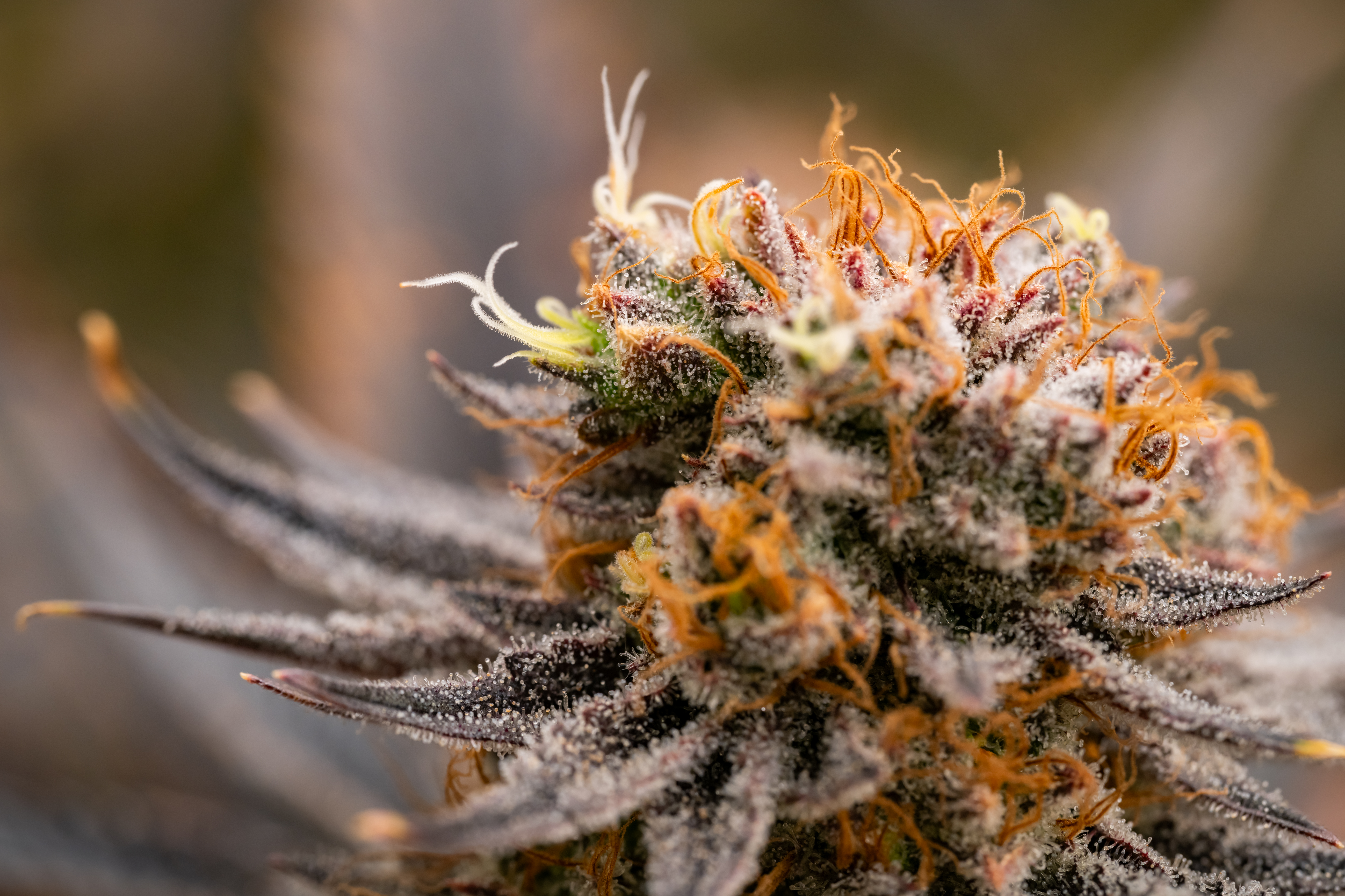 Strawberry OG Cookies