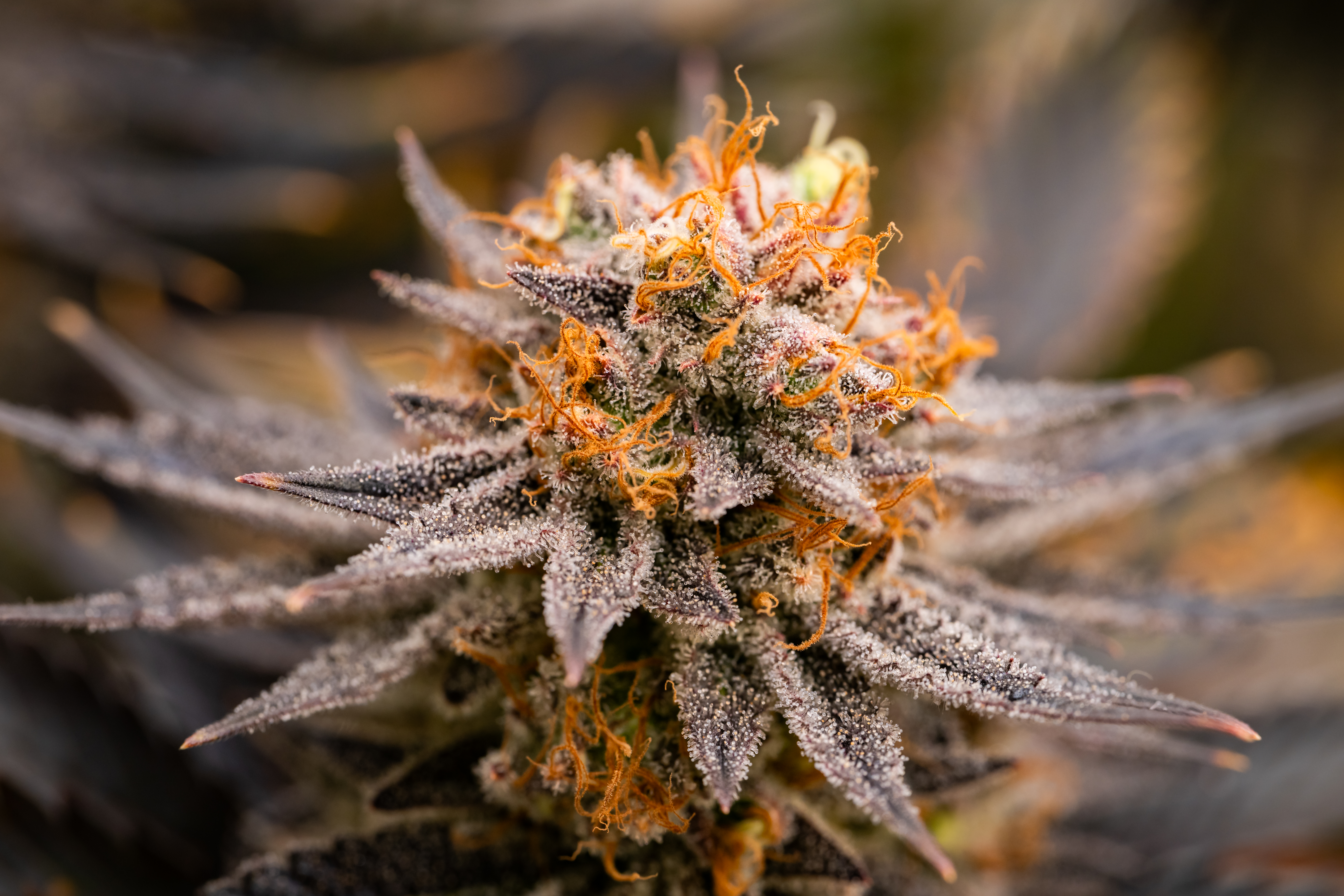Strawberry OG Cookies