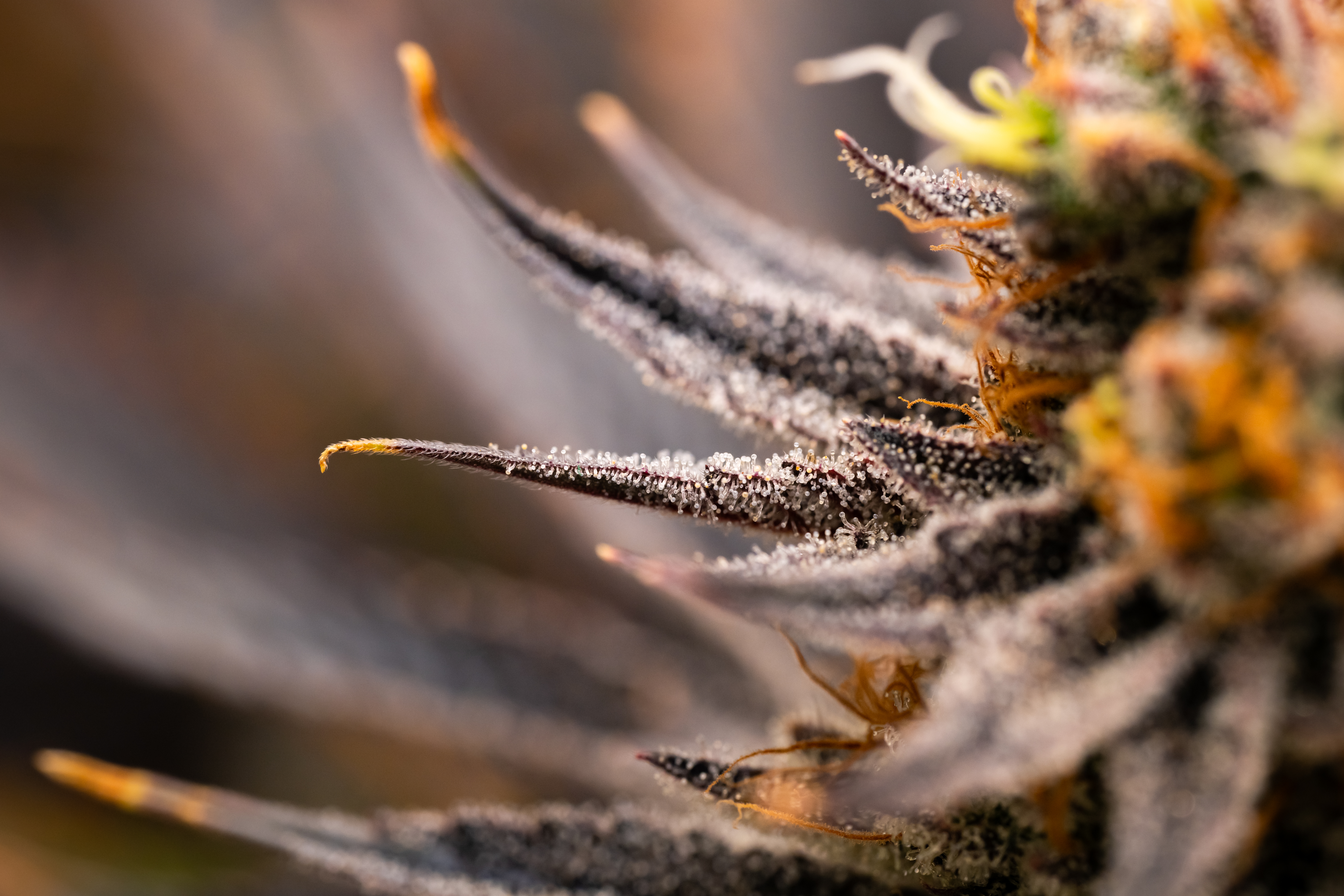 Strawberry OG Cookies