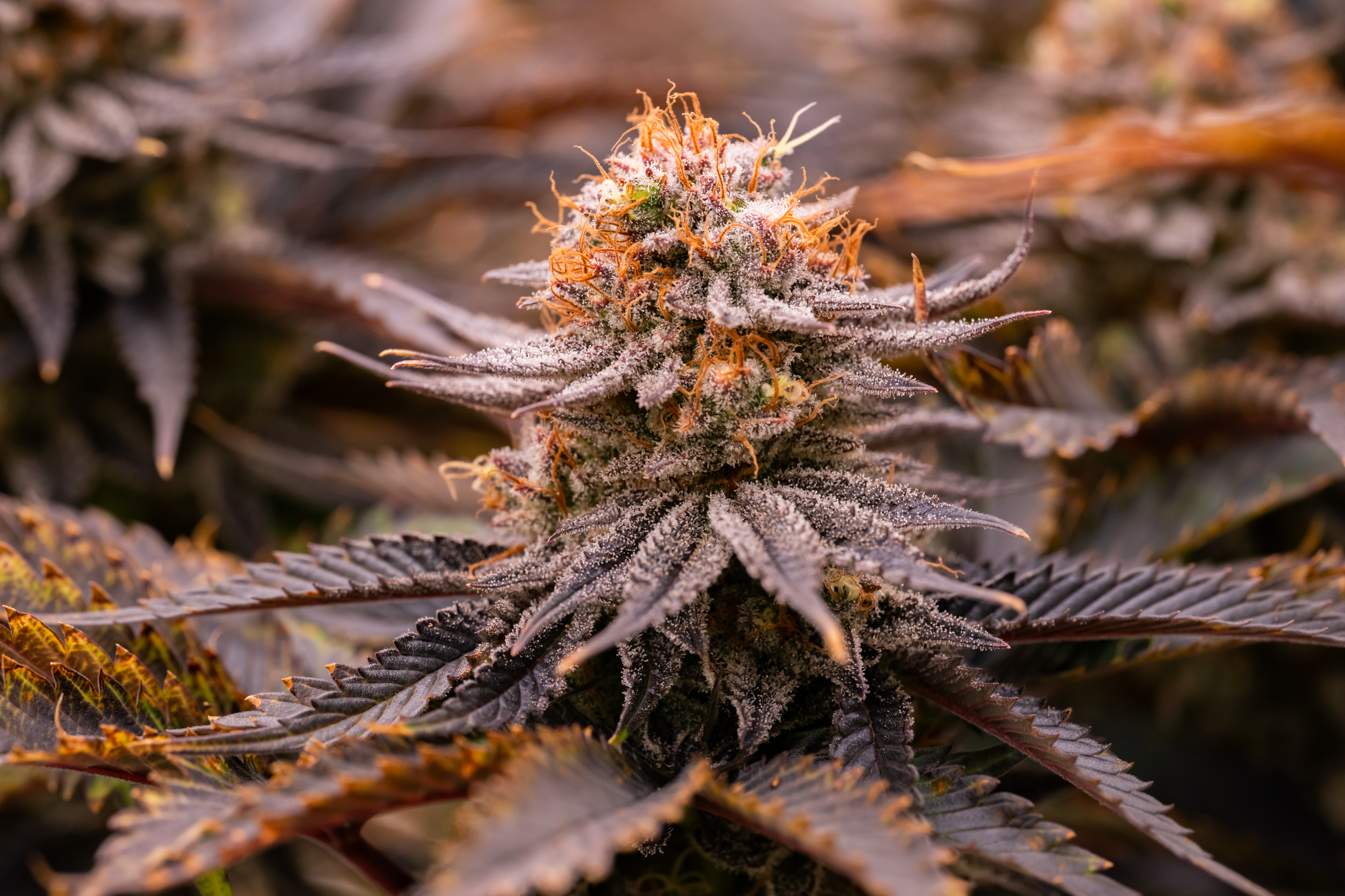 Strawberry OG Cookies