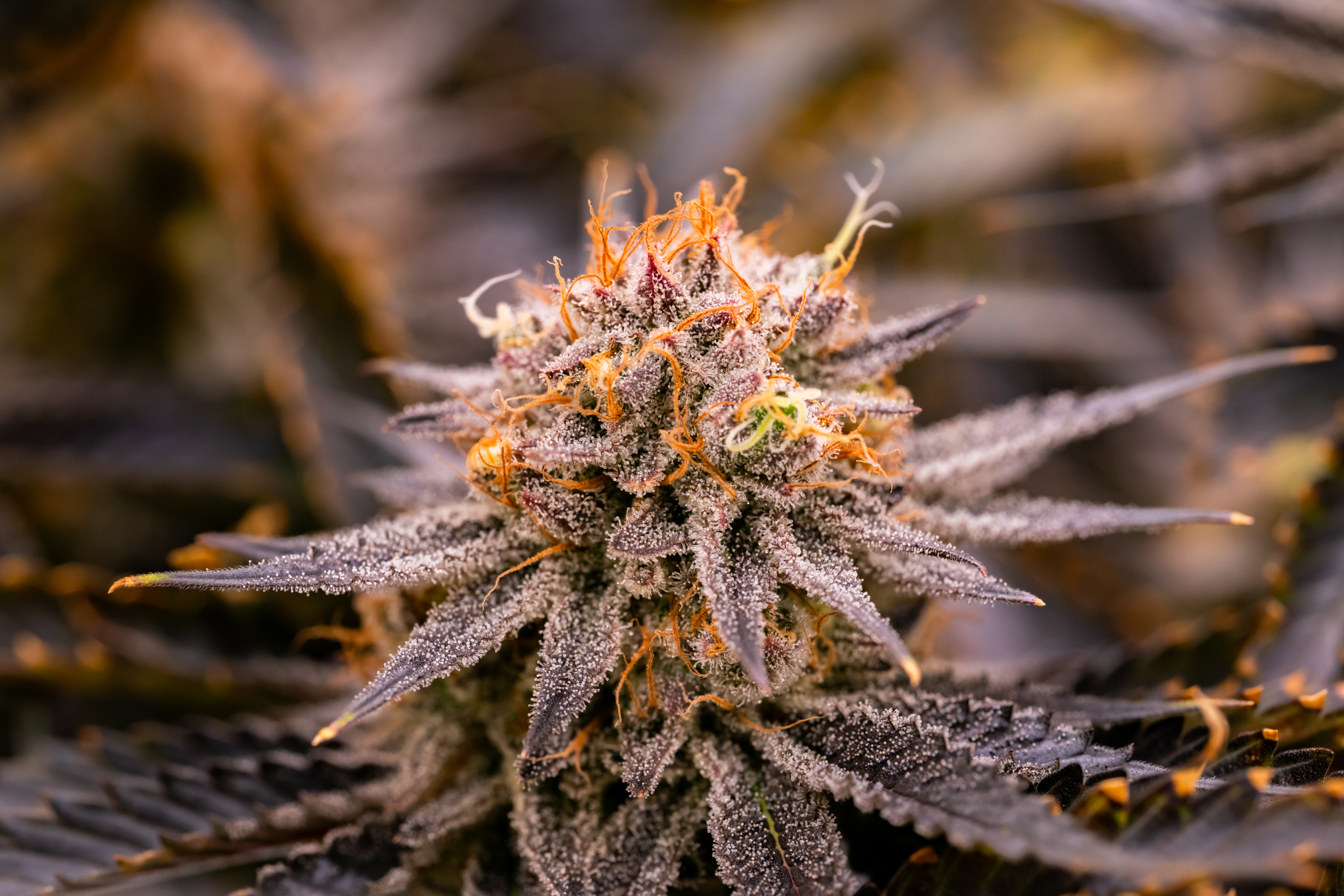 Strawberry OG Cookies