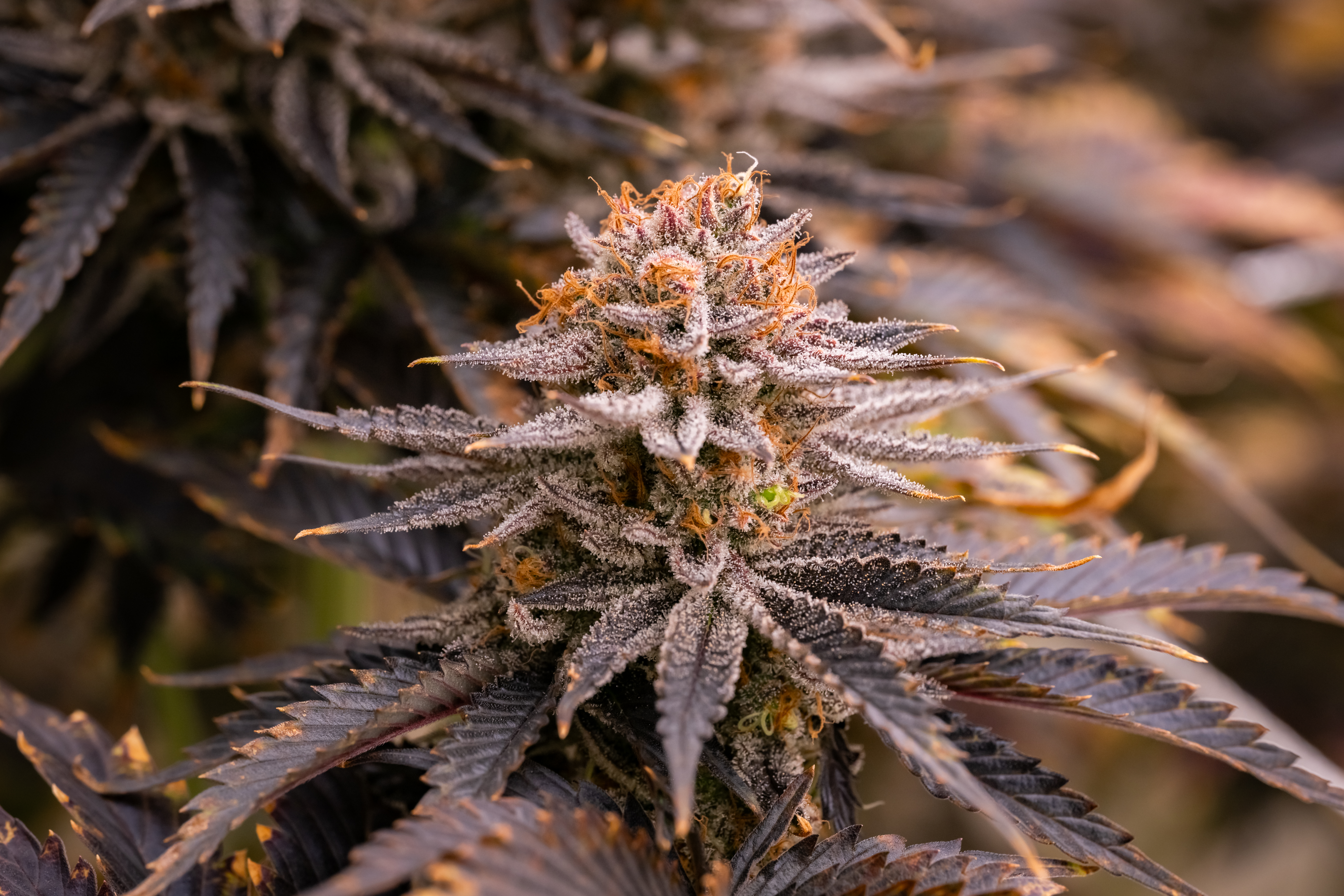Strawberry OG Cookies