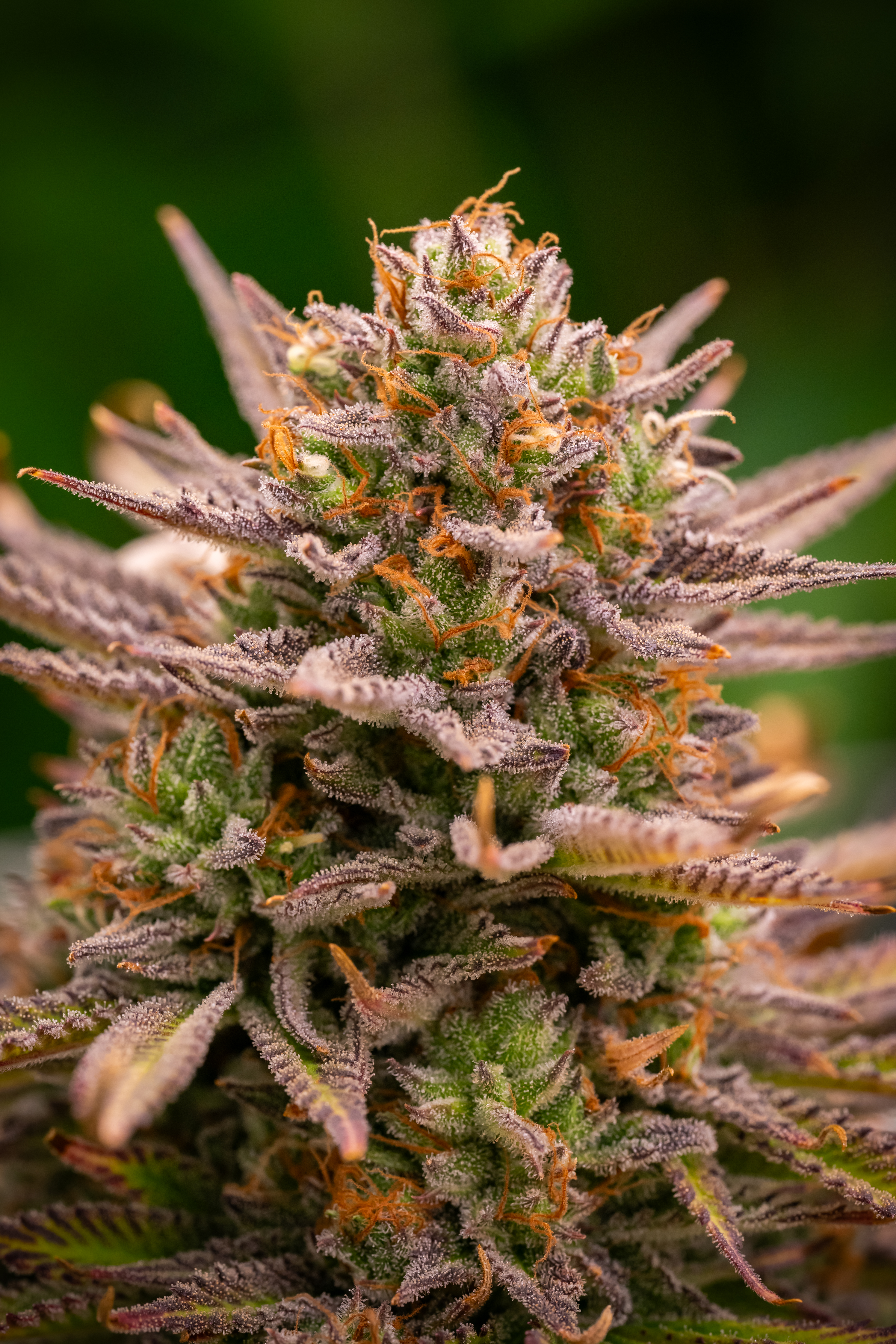 Super Lemon Haze