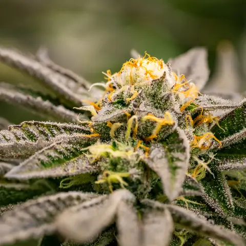 Bananacane