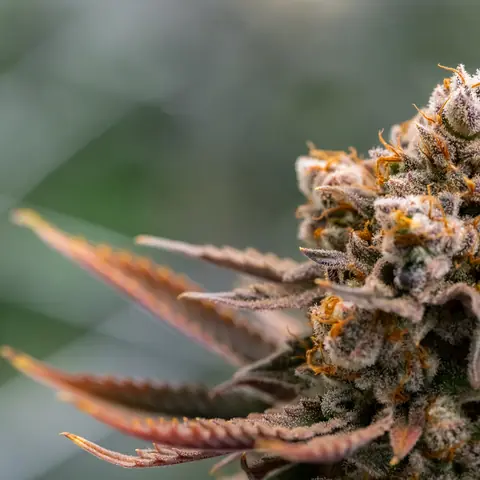 Blue Dream