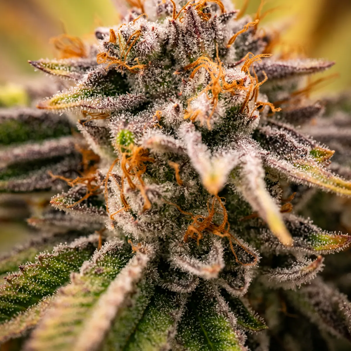 Necromancer's Kush