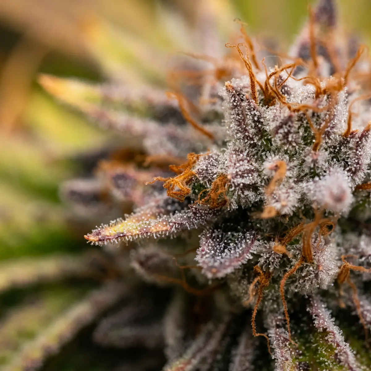 Necromancer's Kush