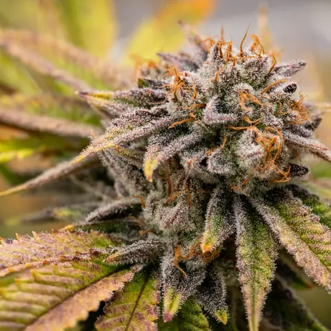 Necromancer's Kush
