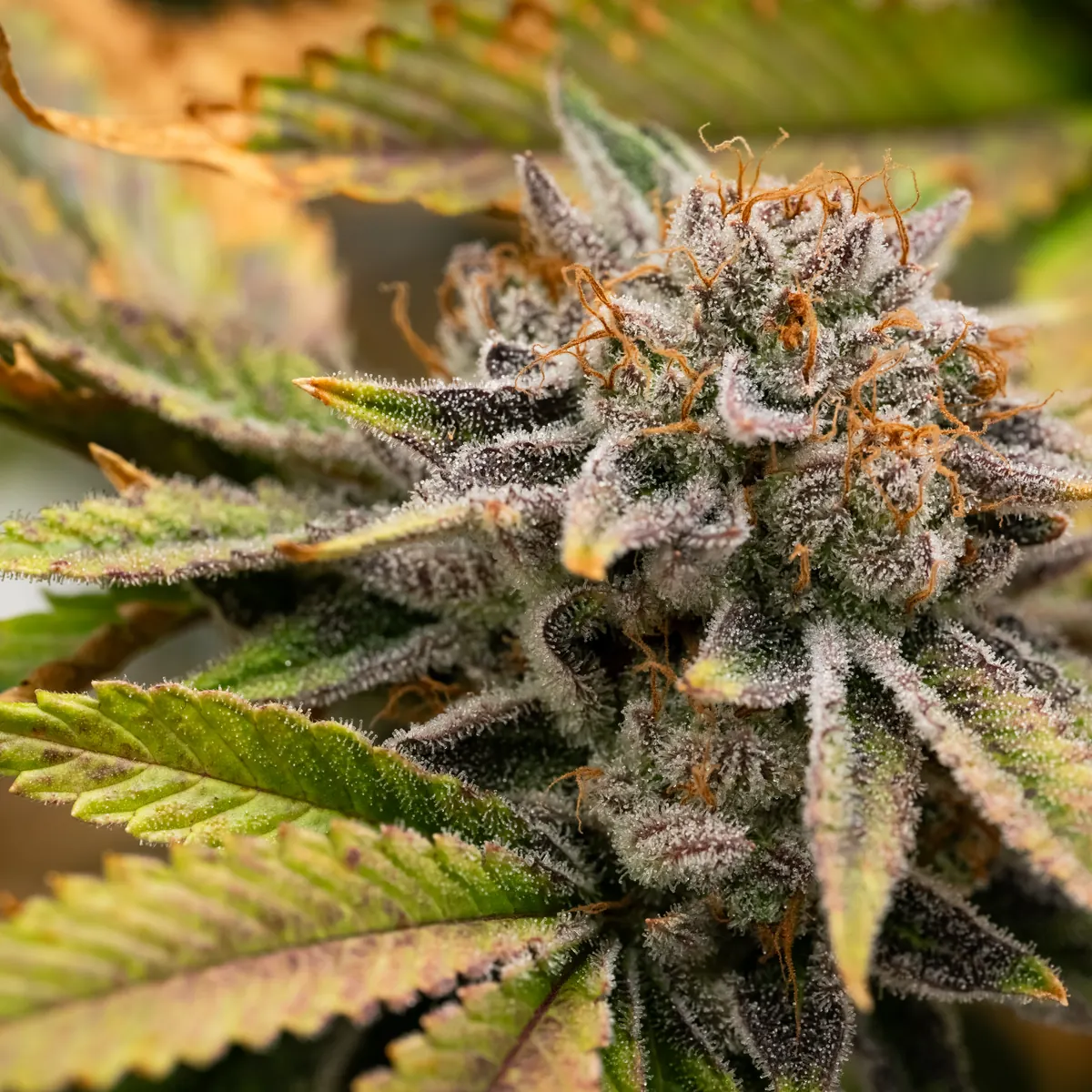Necromancer's Kush