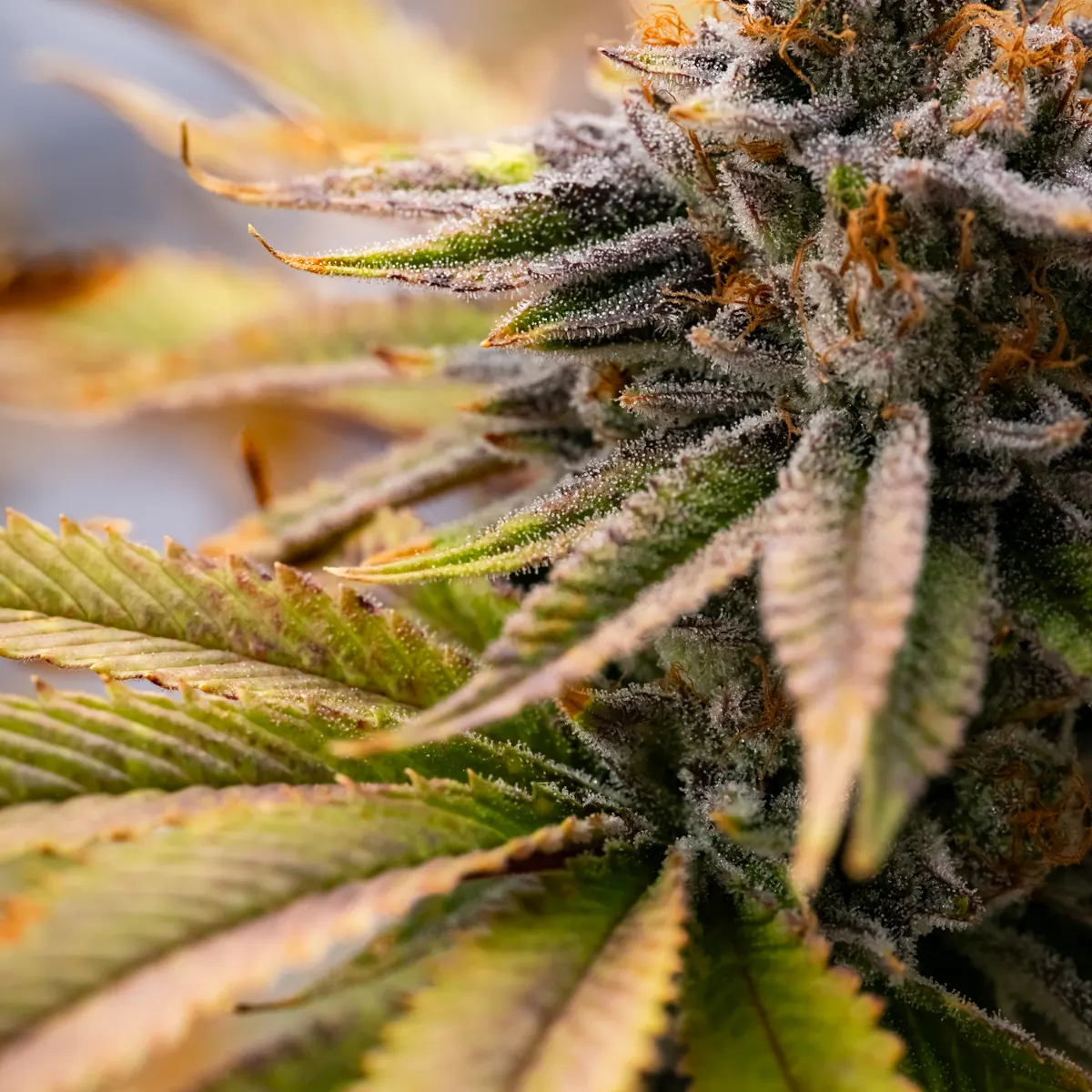 Necromancer's Kush