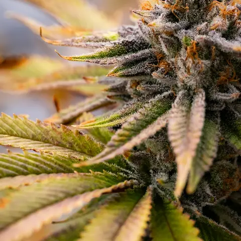 Necromancer's Kush
